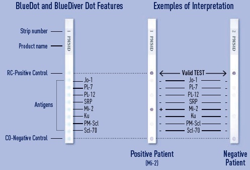 BlueDotBlueDiverDoten